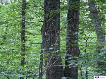 Reddie Tucker Road South, Columbia, Kentucky 42728, ,For Sale,Reddie Tucker Road South,HK24001754