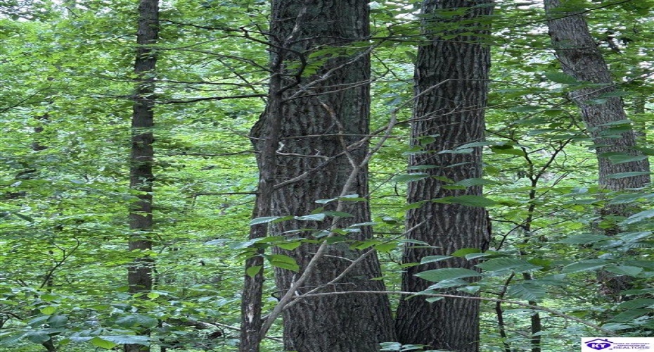 Reddie Tucker Road South, Columbia, Kentucky 42728, ,For Sale,Reddie Tucker Road South,HK24001754