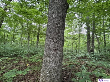 Reddie Tucker Road South, Columbia, Kentucky 42728, ,For Sale,Reddie Tucker Road South,HK24001754