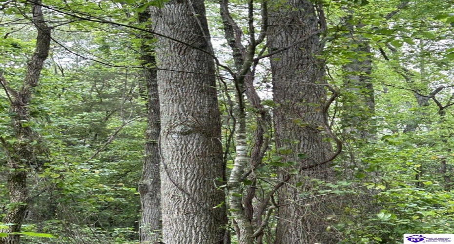 Reddie Tucker Road South, Columbia, Kentucky 42728, ,For Sale,Reddie Tucker Road South,HK24001754