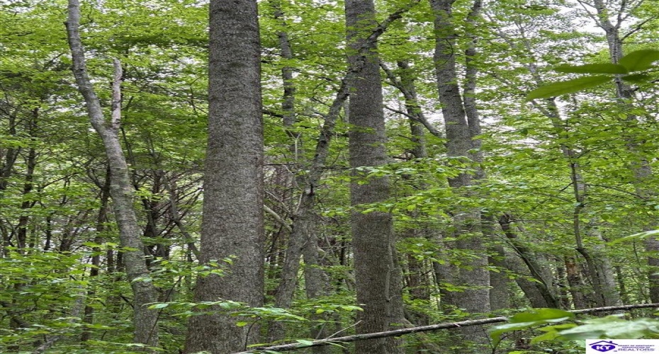 Reddie Tucker Road South, Columbia, Kentucky 42728, ,For Sale,Reddie Tucker Road South,HK24001754