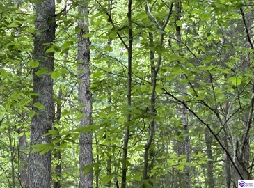 Elkhorn Road, Knifley, Kentucky 42735, ,For Sale,Elkhorn Road,HK24001755