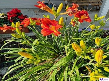 Tammie Trail, Campbellsville, Kentucky 42718, ,2 BathroomsBathrooms,For Sale,Tammie Trail,HK24002321