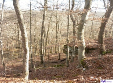 Benleo Road, Bowling Green, Kentucky 42101, ,For Sale,Benleo Road,HK24002447