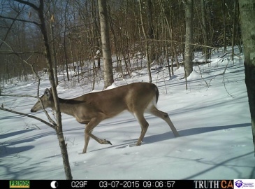 Benleo Road, Bowling Green, Kentucky 42101, ,For Sale,Benleo Road,HK24002447