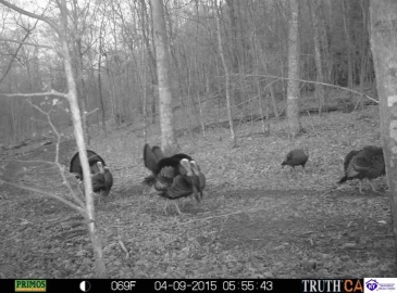 Benleo Road, Bowling Green, Kentucky 42101, ,For Sale,Benleo Road,HK24002447