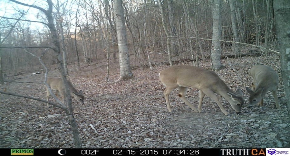 Benleo Road, Bowling Green, Kentucky 42101, ,For Sale,Benleo Road,HK24002447