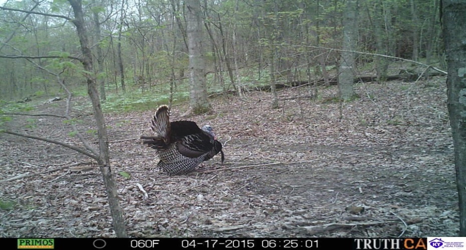 Benleo Road, Bowling Green, Kentucky 42101, ,For Sale,Benleo Road,HK24002447