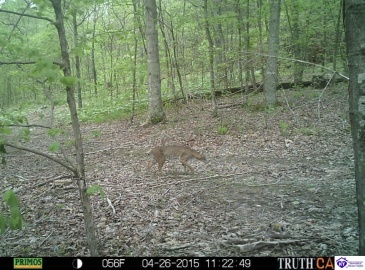 Benleo Road, Bowling Green, Kentucky 42101, ,For Sale,Benleo Road,HK24002447