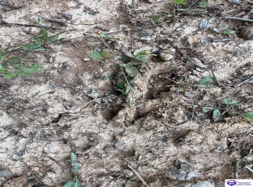 Springdale Road, Guston, Kentucky 40142, ,For Sale,Springdale Road,HK24002553