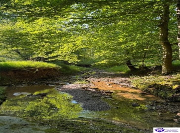 Jones School Road, Mount Sherman, Kentucky 42764, ,1 BathroomBathrooms,For Sale,Jones School Road,HK24002559