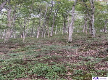 Hodgenville Road, Summersville, Kentucky 42782, ,For Sale,Hodgenville Road,HK24002715 Hodgenville Road, Summersville, Kentucky 42782, ,For Sale,Hodgenville Road,HK24002715