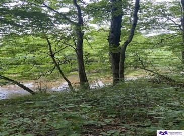 Hodgenville Road, Summersville, Kentucky 42782, ,For Sale,Hodgenville Road,HK24002715 Hodgenville Road, Summersville, Kentucky 42782, ,For Sale,Hodgenville Road,HK24002715