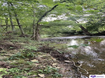 Hodgenville Road, Summersville, Kentucky 42782, ,For Sale,Hodgenville Road,HK24002715 Hodgenville Road, Summersville, Kentucky 42782, ,For Sale,Hodgenville Road,HK24002715