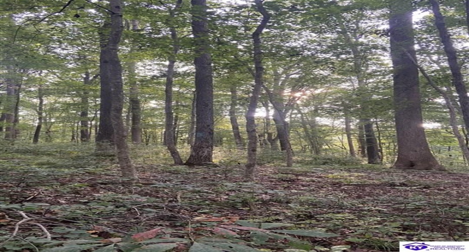 Hodgenville Road, Summersville, Kentucky 42782, ,For Sale,Hodgenville Road,HK24002715 Hodgenville Road, Summersville, Kentucky 42782, ,For Sale,Hodgenville Road,HK24002715