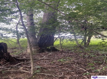 Hodgenville Road, Summersville, Kentucky 42782, ,For Sale,Hodgenville Road,HK24002715 Hodgenville Road, Summersville, Kentucky 42782, ,For Sale,Hodgenville Road,HK24002715