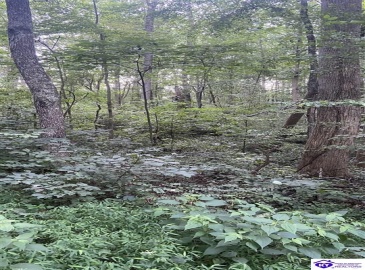 Hodgenville Road, Summersville, Kentucky 42782, ,For Sale,Hodgenville Road,HK24002715 Hodgenville Road, Summersville, Kentucky 42782, ,For Sale,Hodgenville Road,HK24002715