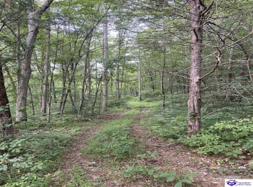 Hodgenville Road, Summersville, Kentucky 42782, ,For Sale,Hodgenville Road,HK24002715 Hodgenville Road, Summersville, Kentucky 42782, ,For Sale,Hodgenville Road,HK24002715