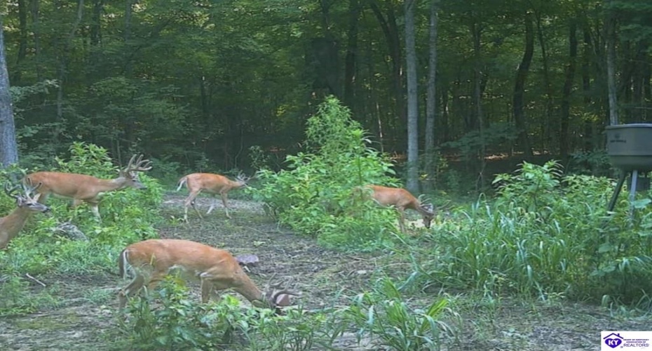 Wright Clark Cemetery Road, Cecilia, Kentucky 42724, ,5 BathroomsBathrooms,For Sale,Wright Clark Cemetery Road,HK24002803