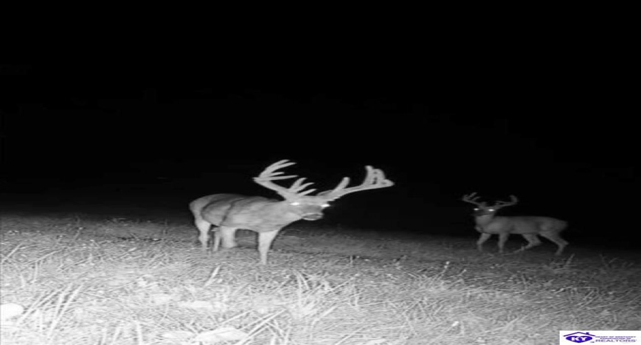 Wright Clark Cemetery Road, Cecilia, Kentucky 42724, ,5 BathroomsBathrooms,For Sale,Wright Clark Cemetery Road,HK24002803