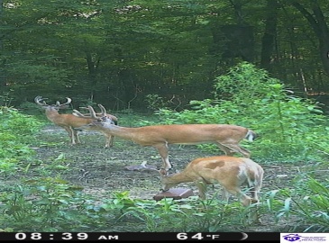 Wright Clark Cemetery Road, Cecilia, Kentucky 42724, ,5 BathroomsBathrooms,For Sale,Wright Clark Cemetery Road,HK24002803