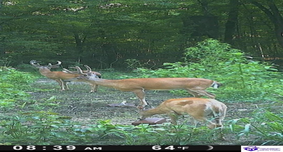 Wright Clark Cemetery Road, Cecilia, Kentucky 42724, ,5 BathroomsBathrooms,For Sale,Wright Clark Cemetery Road,HK24002803