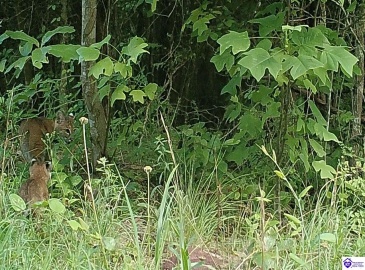 Meeting Creek Road, Eastview, Kentucky 42732, ,For Sale,Meeting Creek Road,HK24002808