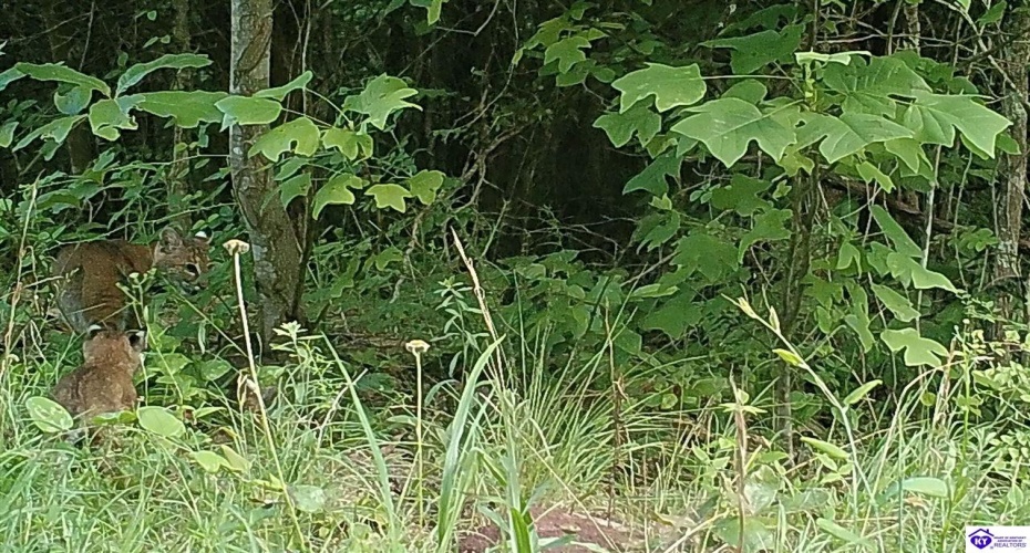 Meeting Creek Road, Eastview, Kentucky 42732, ,For Sale,Meeting Creek Road,HK24002808