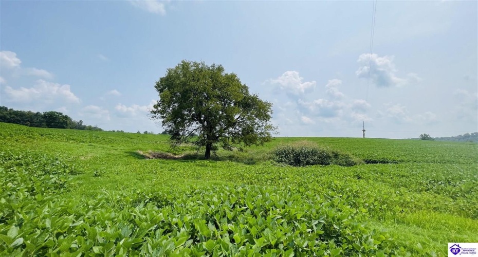 Bramlett Road, Greensburg, Kentucky 42743, ,For Sale,Bramlett Road,HK24002841