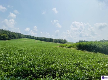 Bramlett Road, Greensburg, Kentucky 42743, ,For Sale,Bramlett Road,HK24002841