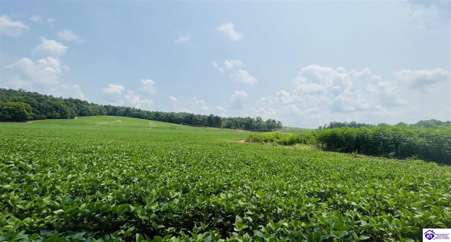 Bramlett Road, Greensburg, Kentucky 42743, ,For Sale,Bramlett Road,HK24002841