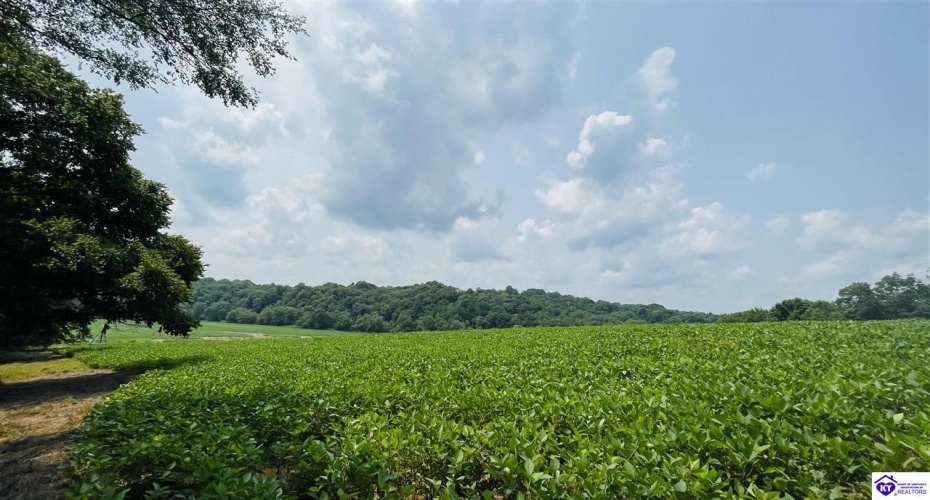 Bramlett Road, Greensburg, Kentucky 42743, ,For Sale,Bramlett Road,HK24002841