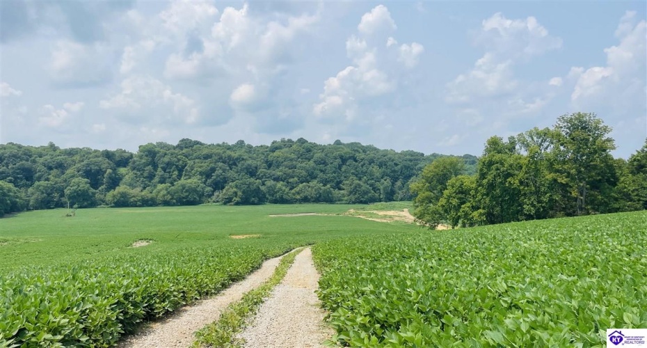 Bramlett Road, Greensburg, Kentucky 42743, ,For Sale,Bramlett Road,HK24002841