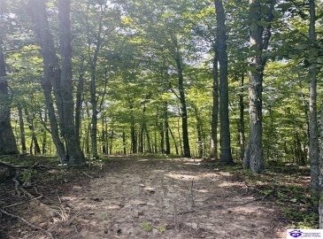 Forest View Ridge, Shelbyville, Kentucky 40065, ,For Sale,Forest View Ridge,HK24003047