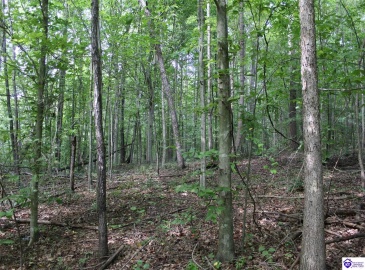 N. Hopewell Church Rd., Fordsville, Kentucky 42343, ,For Sale,N. Hopewell Church Rd.,HK24003166