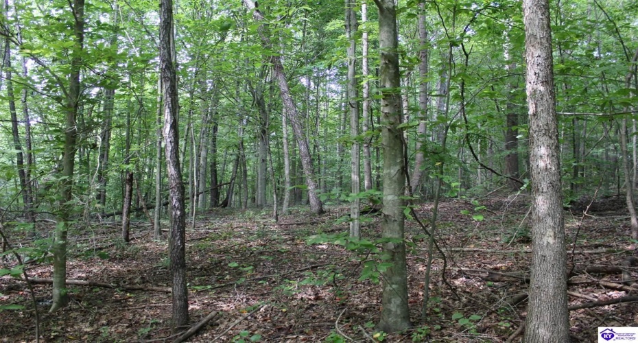 N. Hopewell Church Rd., Fordsville, Kentucky 42343, ,For Sale,N. Hopewell Church Rd.,HK24003166 N. Hopewell Church Rd., Fordsville, Kentucky 42343, ,For Sale,N. Hopewell Church Rd.,HK24003166