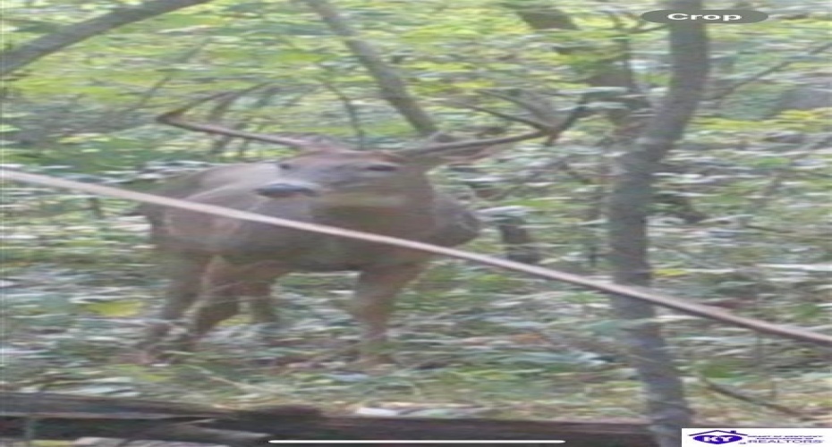 Wright Lane, Bonnieville, Kentucky 42748, ,1 BathroomBathrooms,For Sale,Wright Lane,HK24003310 Wright Lane, Bonnieville, Kentucky 42748, ,1 BathroomBathrooms,For Sale,Wright Lane,HK24003310