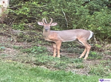 Wright Lane, Bonnieville, Kentucky 42748, ,1 BathroomBathrooms,For Sale,Wright Lane,HK24003310