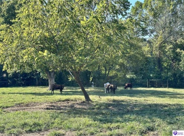 E Poe Young Road, Campbellsville, Kentucky 42718, ,For Sale,E Poe Young Road,HK24003372 E Poe Young Road, Campbellsville, Kentucky 42718, ,For Sale,E Poe Young Road,HK24003372