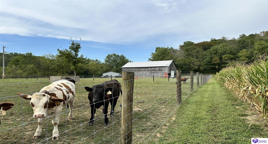 E Poe Young Road, Campbellsville, Kentucky 42718, ,For Sale,E Poe Young Road,HK24003372