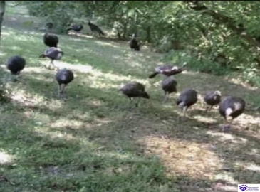 E Poe Young Road, Campbellsville, Kentucky 42718, ,For Sale,E Poe Young Road,HK24003372 E Poe Young Road, Campbellsville, Kentucky 42718, ,For Sale,E Poe Young Road,HK24003372