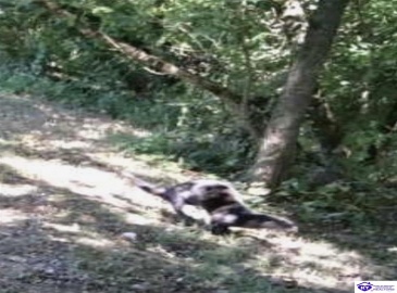 E Poe Young Road, Campbellsville, Kentucky 42718, ,For Sale,E Poe Young Road,HK24003372 E Poe Young Road, Campbellsville, Kentucky 42718, ,For Sale,E Poe Young Road,HK24003372