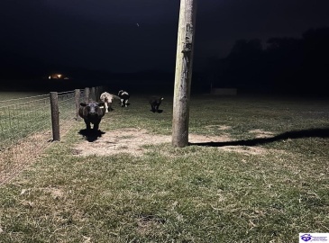 E Poe Young Road, Campbellsville, Kentucky 42718, ,For Sale,E Poe Young Road,HK24003372 E Poe Young Road, Campbellsville, Kentucky 42718, ,For Sale,E Poe Young Road,HK24003372