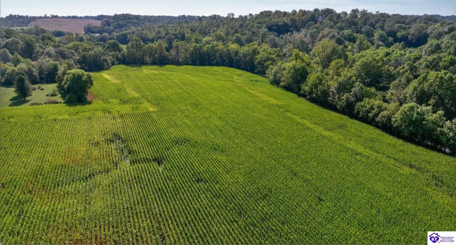 E Poe Young Road, Campbellsville, Kentucky 42718, ,For Sale,E Poe Young Road,HK24003372