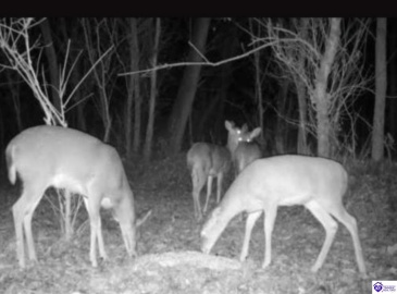 E Poe Young Road, Campbellsville, Kentucky 42718, ,For Sale,E Poe Young Road,HK24003372 E Poe Young Road, Campbellsville, Kentucky 42718, ,For Sale,E Poe Young Road,HK24003372