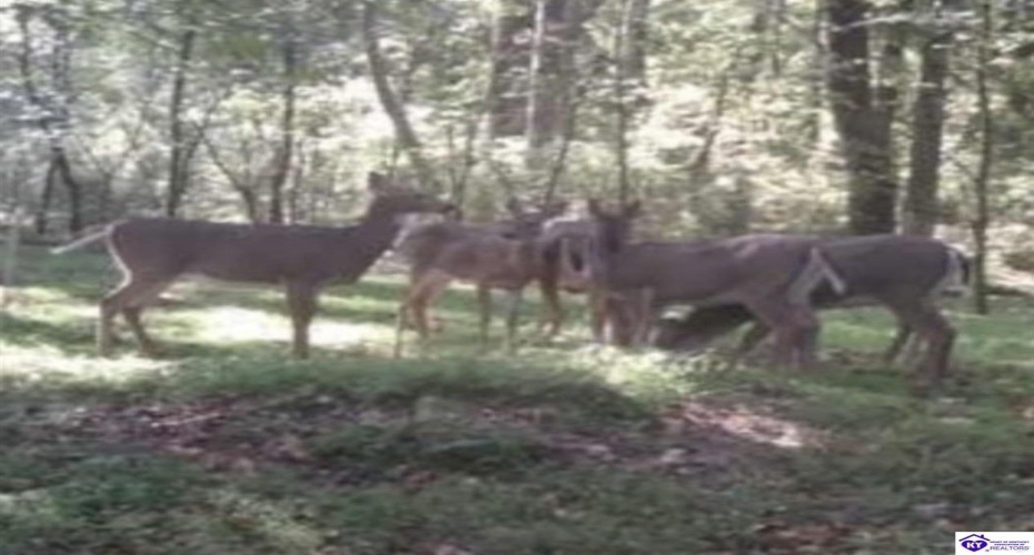 E Poe Young Road, Campbellsville, Kentucky 42718, ,For Sale,E Poe Young Road,HK24003372