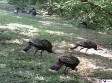 E Poe Young Road, Campbellsville, Kentucky 42718, ,For Sale,E Poe Young Road,HK24003372 E Poe Young Road, Campbellsville, Kentucky 42718, ,For Sale,E Poe Young Road,HK24003372