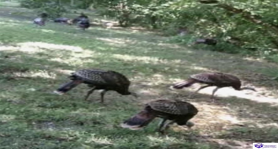 E Poe Young Road, Campbellsville, Kentucky 42718, ,For Sale,E Poe Young Road,HK24003372