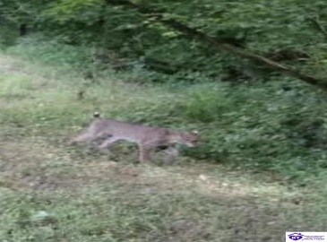 E Poe Young Road, Campbellsville, Kentucky 42718, ,For Sale,E Poe Young Road,HK24003372 E Poe Young Road, Campbellsville, Kentucky 42718, ,For Sale,E Poe Young Road,HK24003372