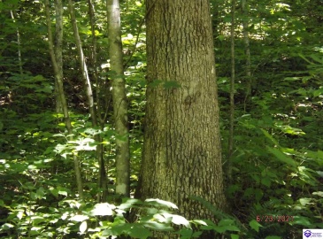 Roaring Fork Rd, Barbourville, Kentucky 40997, ,For Sale,Roaring Fork Rd,HK24003505 Roaring Fork Rd, Barbourville, Kentucky 40997, ,For Sale,Roaring Fork Rd,HK24003505